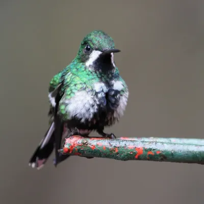 File:Discosura conversii Santa Elena 2.JPG
