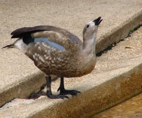 File:Cyanochen cyanoptera -Maryland Zoo, Baltimore, Maryland, USA-8a.jpg