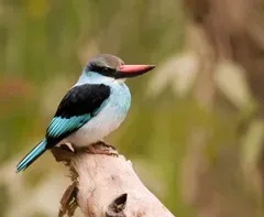 File:Blue-breasted Kingfisher (Halcyon malimbica) on branch2.jpg