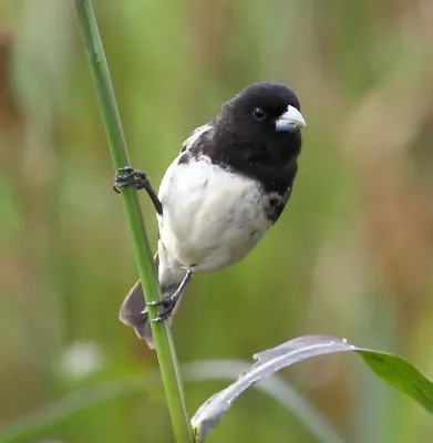 File:Sporophila ardesiaca - Dubois's Seedeater (male).JPG