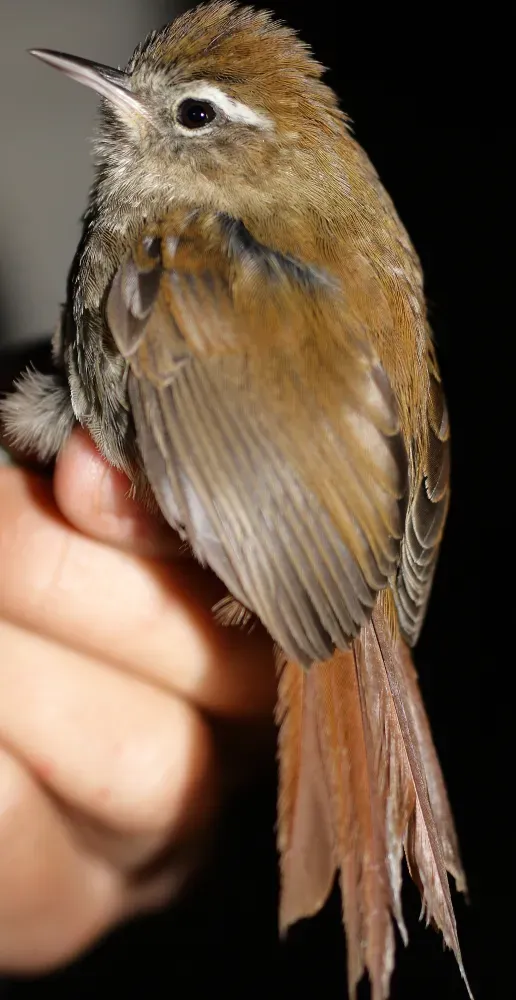 File:Hellmayrea gularis - White-browed Spinetail.jpg