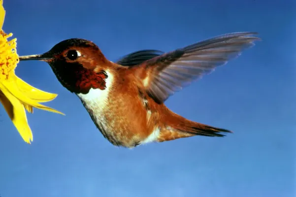 File:Selasphorus rufus1.jpg