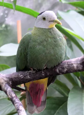 File:Ptilinopus melanospilus male.jpg