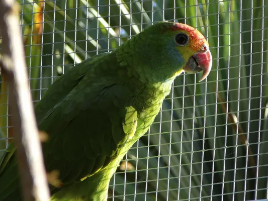 File:Red-browed Amazon (Amazona rhodocorytha) -zoo4.jpg