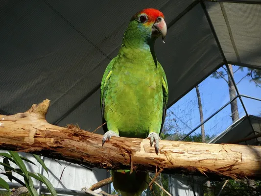 File:Red-browed Amazon (Amazona rhodocorytha) -zoo5.jpg