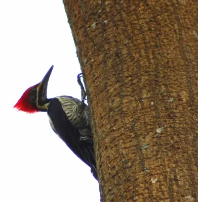 File:Dryocopus lineatus.jpg