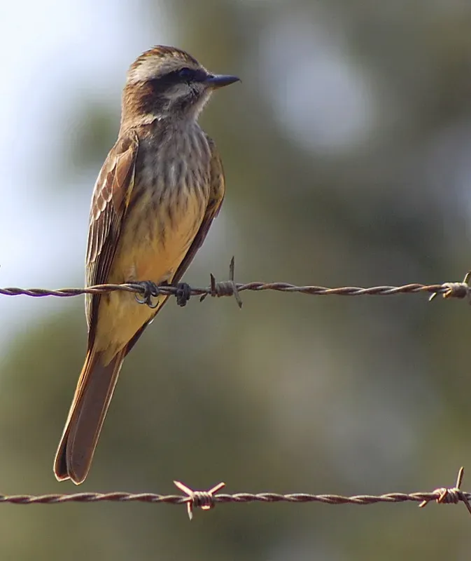 File:Empidonomus varius-2.jpg