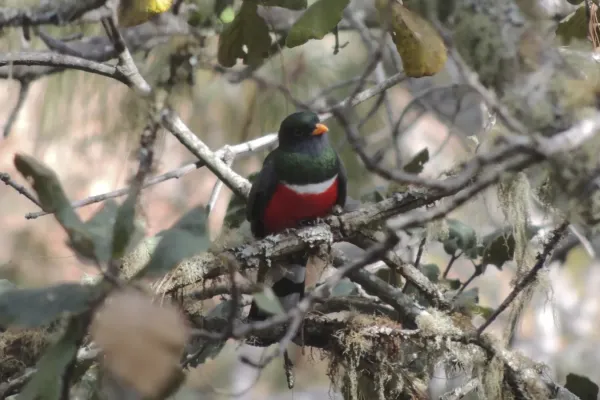 File:Male Mountain Trogon (Trogon mexicanus).jpg