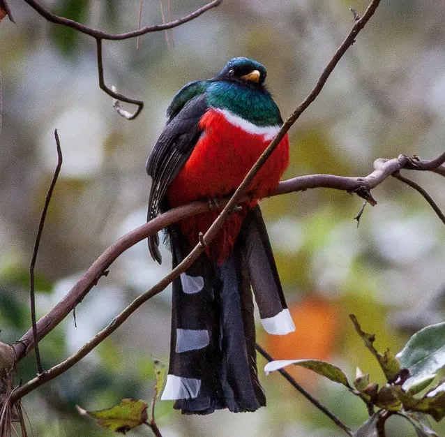File:Mountain Trogon (Trogon mexicanus) (8079378444).jpg