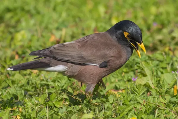 File:Acridotheres tristis (feral).jpg