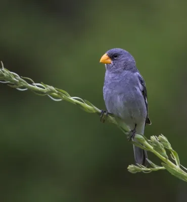 File:Sporophila beltoni - Tropeiro Seedeater (male).JPG