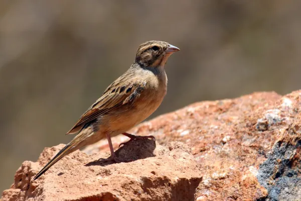 File:Emberiza impetuani, Tswalu Kalahari Reserve, South Africa.jpg