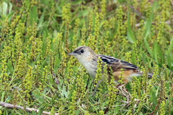 File:Croaking cisticola (Cisticola natalensis).jpg