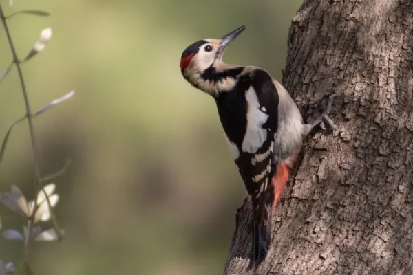 File:Dendrocopos syriacus, Israel 5.jpg