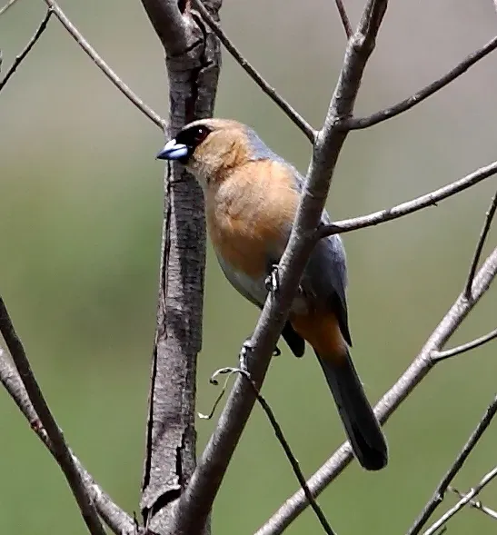 File:Schistochlamys ruficapillus ruficapillus - Cinnamon Tanager (male).JPG