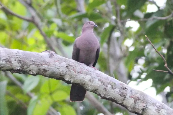 File:Plumbeous Pigeon (Patagioenas plumbea) (8079745172).jpg