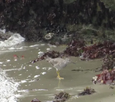 File:Tringa incana, Lucerne Cove, California 1.jpg