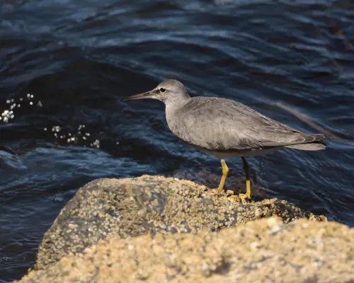 File:Tringa incana, San Diego, California 1.jpg