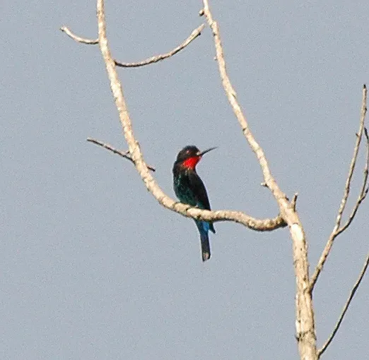 File:Black bee-eater (Merops gularis) Semuliki NP, Uganda.jpg