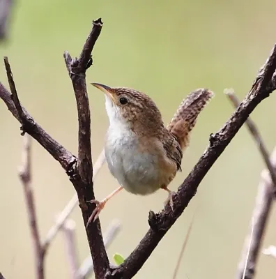 File:Cistothorus platensis, Serra da Canastra, Minas Gerais, Brasil.jpg