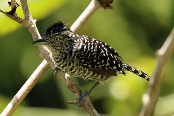 File:Barred antshrike (Thamnophilus doliatus tobagensis) male To.jpg