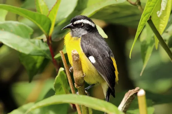 File:Bananaquit (Coereba flaveola luteola).jpg