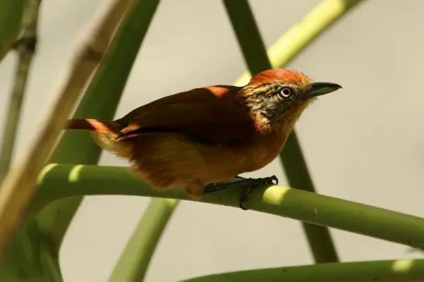 File:Barred antshrike (Thamnophilus doliatus tobagensis) female.jpg