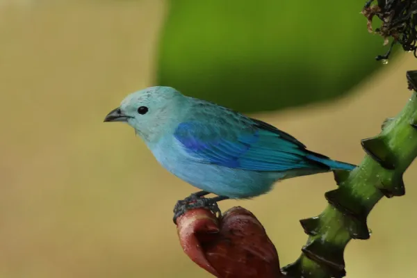 File:Blue-grey tanager (Thraupis episcopus berlepschi).jpg
