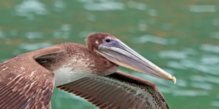 File:Brown pelican (Pelecanus occidentalis occidentalis) immature.jpg