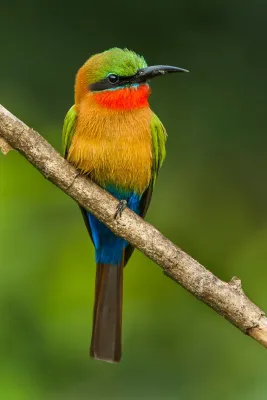 File:Merops bulocki frenatus.jpg