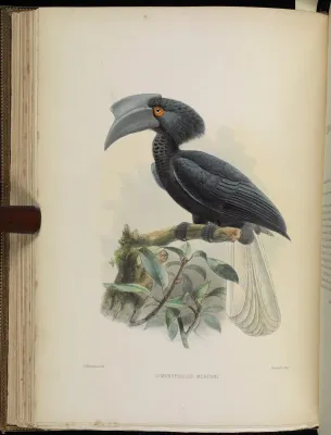 File:Anthracoceros montani 001.jpg