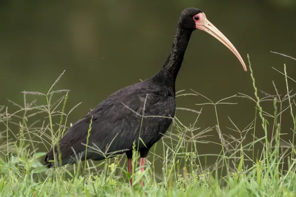 File:Bare-faced Ibis (Phimosus infuscatus).jpg