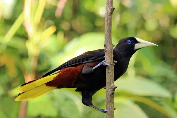 File:Crested oropendola (Psarocolius decumanus insularis).jpg