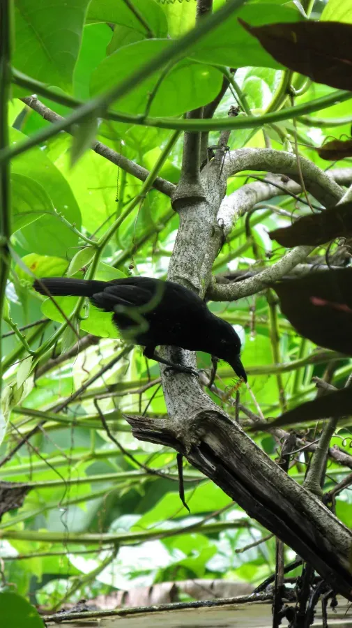 File:Black-hooded Antshrike, Thamnophilus bridgesi (Drake Bay).jpg
