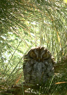 File:Psiloscops flammeolus, Reno, Nevada.jpg