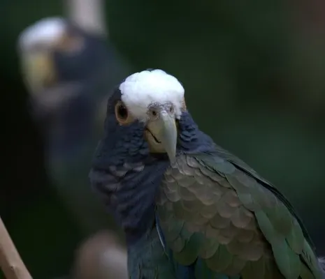 File:White-crowned Parrot (Pionus senilis) -upper body2.jpg