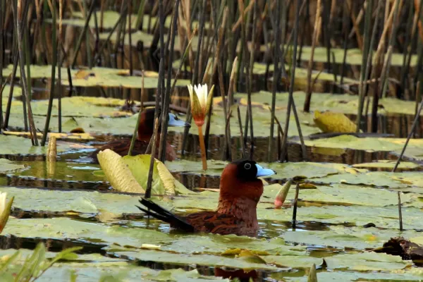 File:Masked duck (Nomonyx dominicus).jpg
