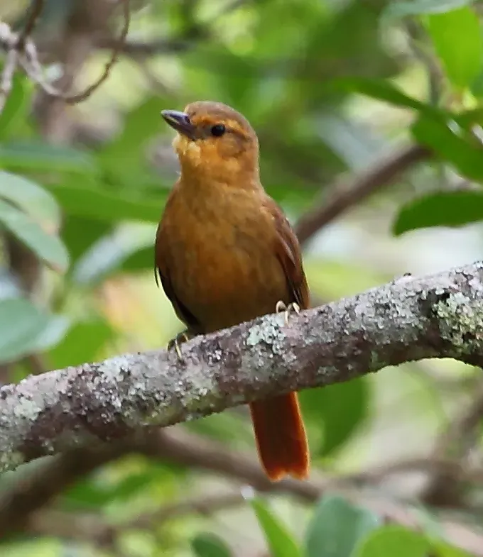 File:Syndactyla dimidiata - Planalto foliage-gleaner.JPG