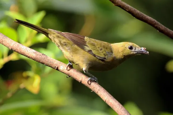 File:Palm tanager (Thraupis palmarum melanoptera).jpg