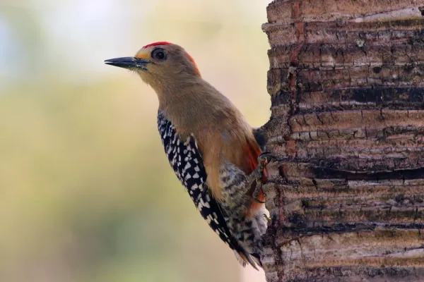 File:Red-crowned woodpecker (Melanerpes rubricapillus rubricapillus) male.jpg