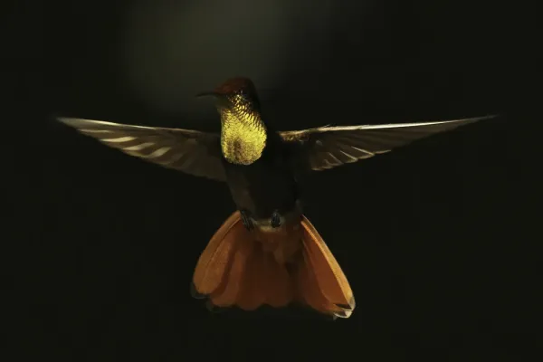 File:Ruby-topaz hummingbird (Chrysolampis mosquitus) male in flight.jpg