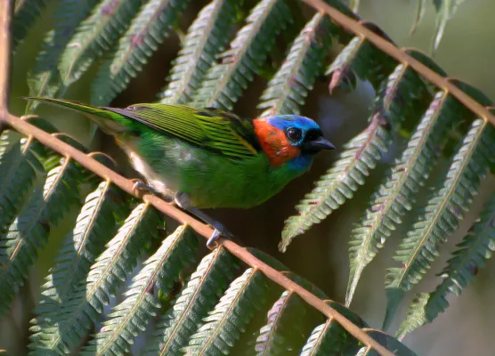 File:Saíra-militar (Tangara cyanocephala).jpg
