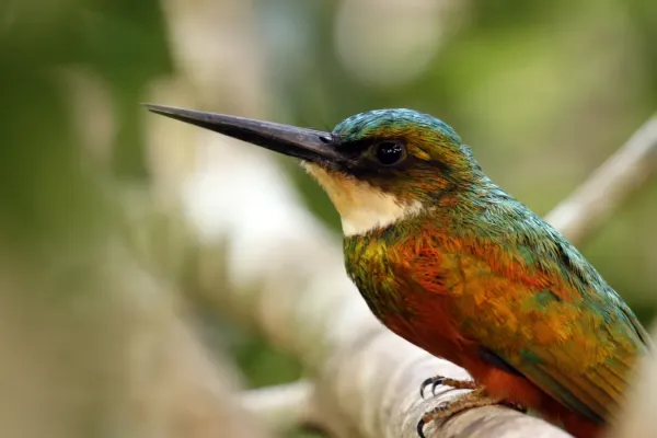 File:Rufous-tailed jacamar (Galbula ruficauda ruficauda) male.jpg