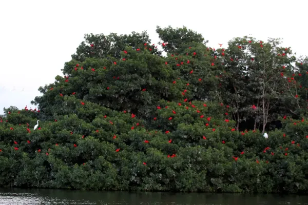 File:Scarlet ibis (Eudocimus ruber) roosting.jpg