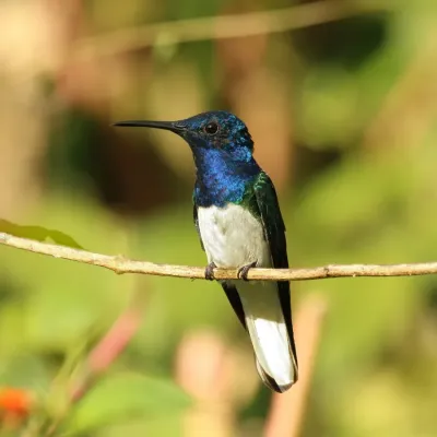File:White-necked jacobin (Florisuga mellivora mellivora) male Tr.jpg