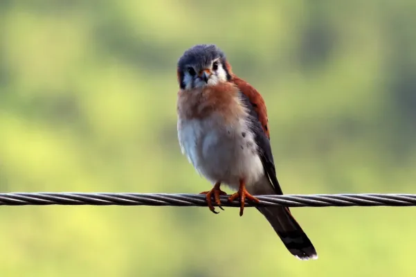 File:American kestrel (Falco sparverius).jpg