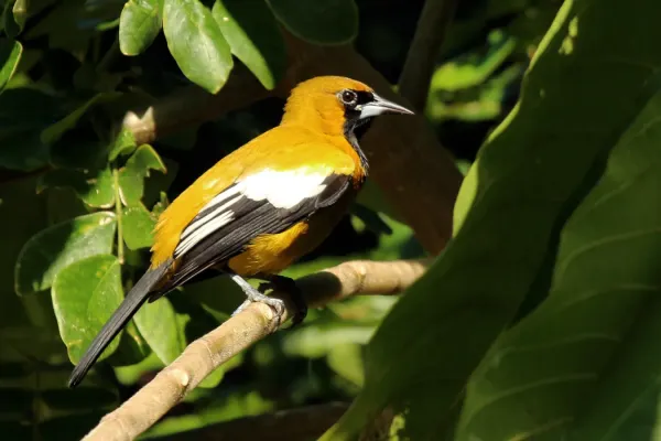 File:Jamaican oriole (Icterus leucopteryx leucopteryx).jpg