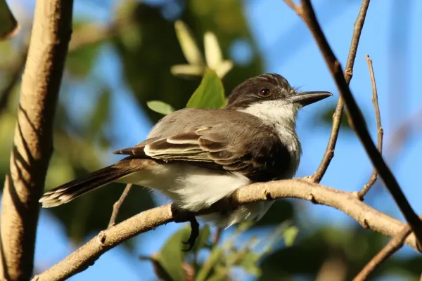 File:Loggerhead kingbird (Tyrannus caudifasciatus jamaicensis).jpg