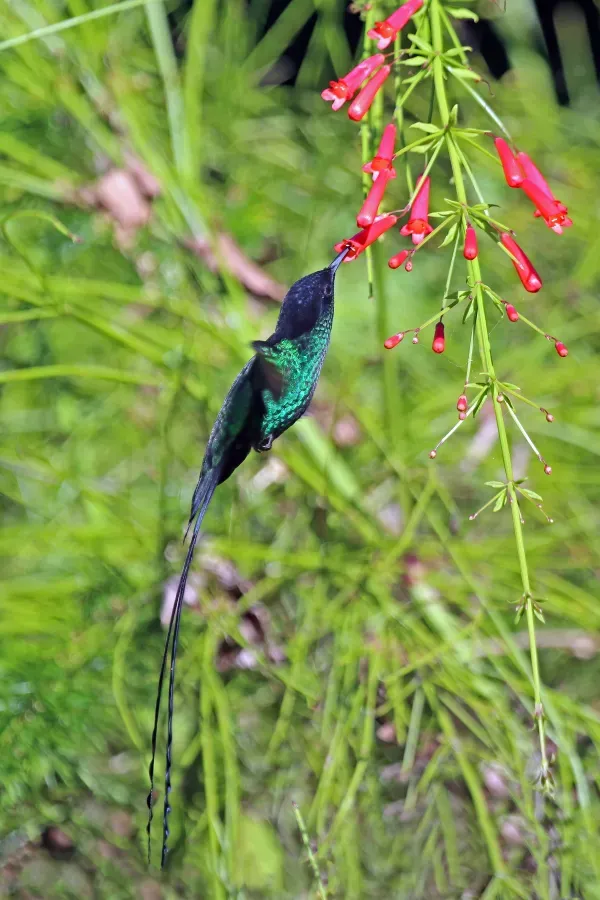 File:Red-billed streamertail (Trochilus polytmus) feeding.jpg
