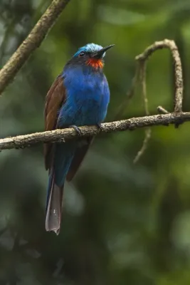 File:Merops muelleri.jpg